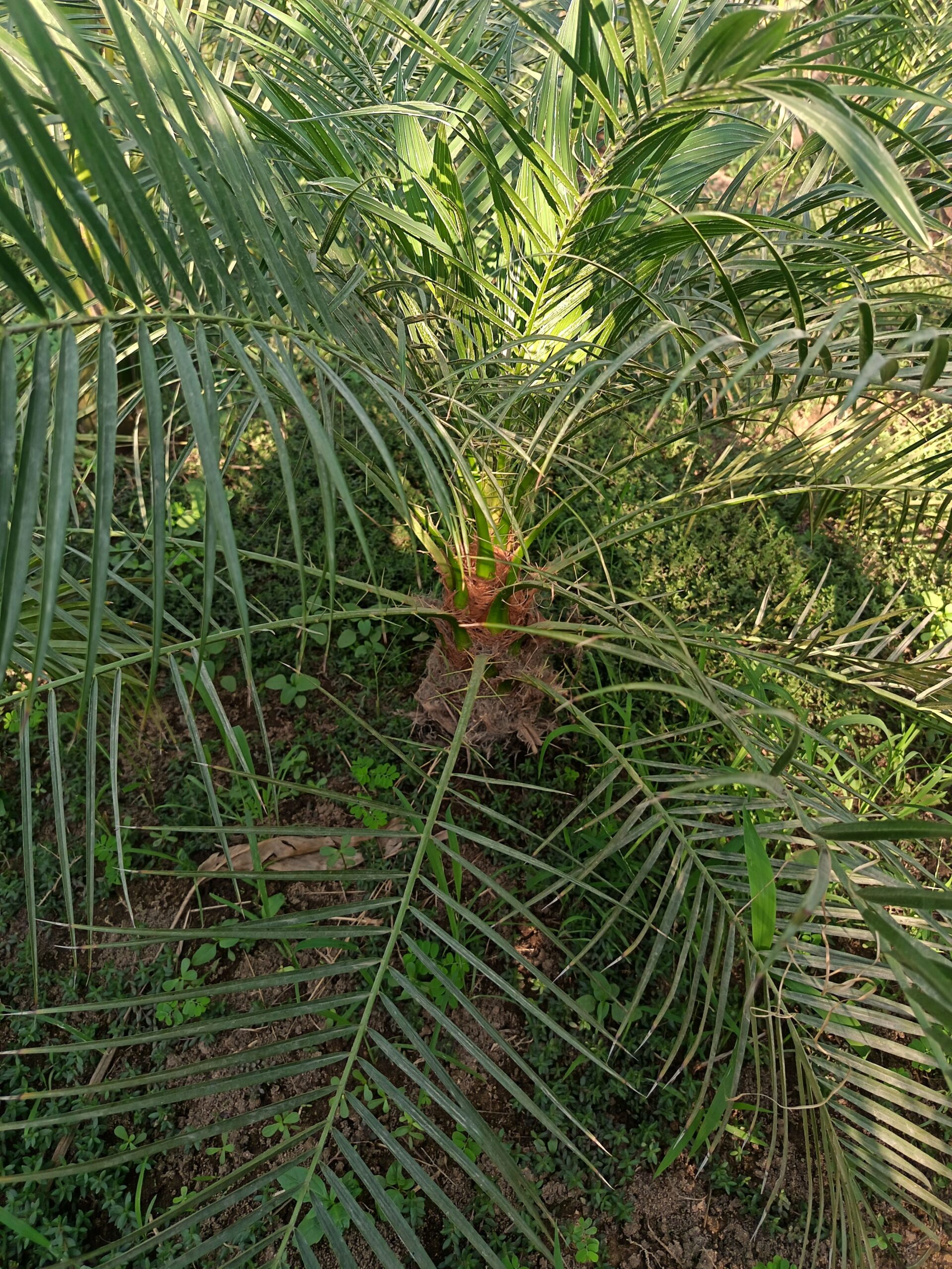 تنسيق حدائق جده