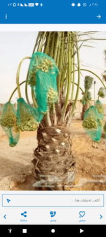 مقاول شبوك ونخيل اسعار منخفضه