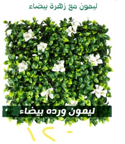 الرياض