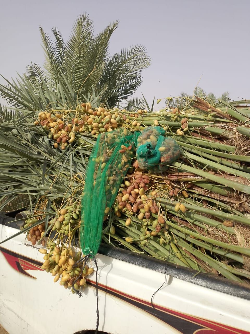 يوجد لدينا جميع انواع النخيل