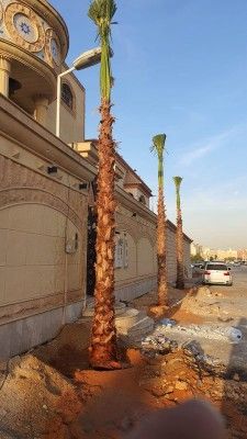 نخل واشنطني زينه