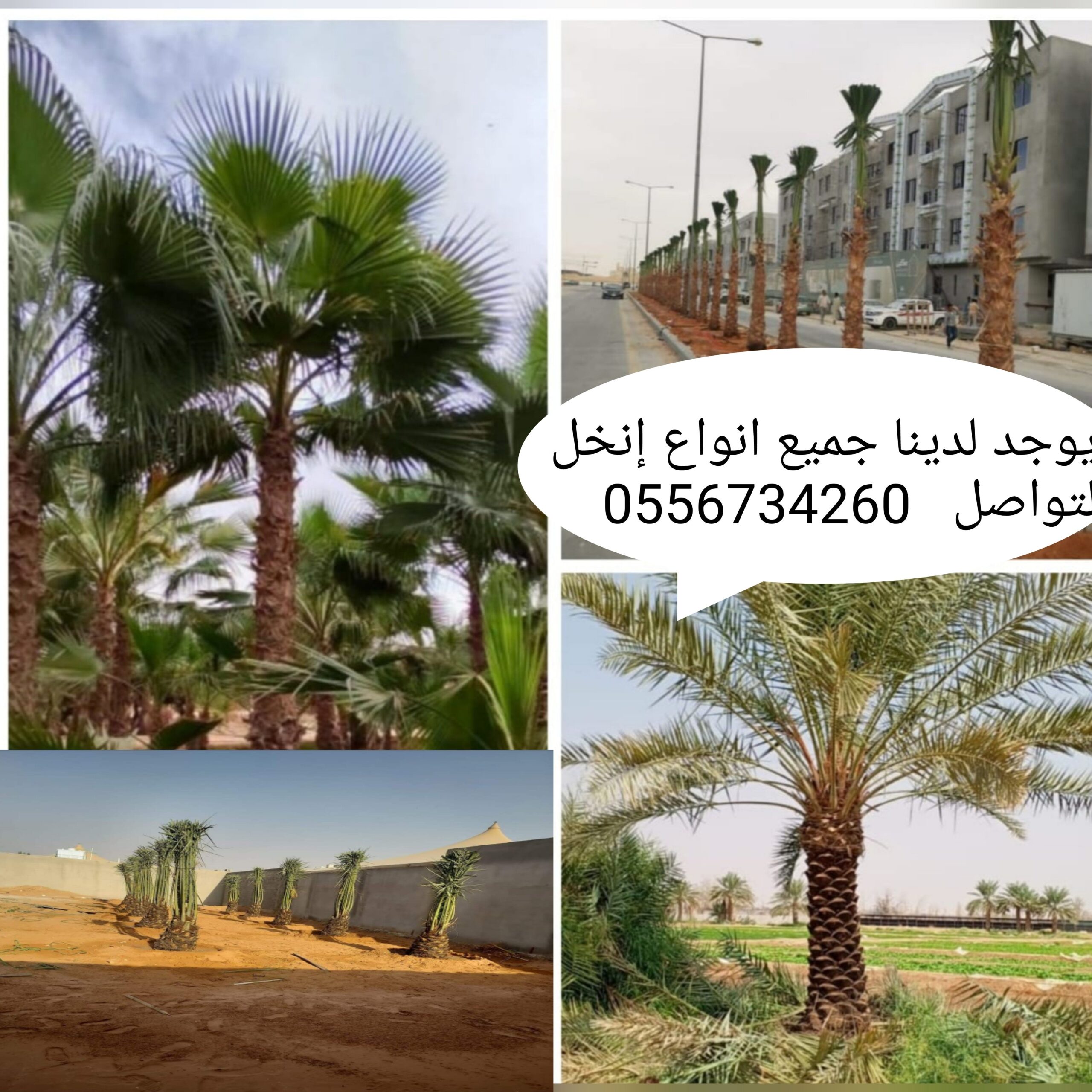 مقولات شبوك ونخل