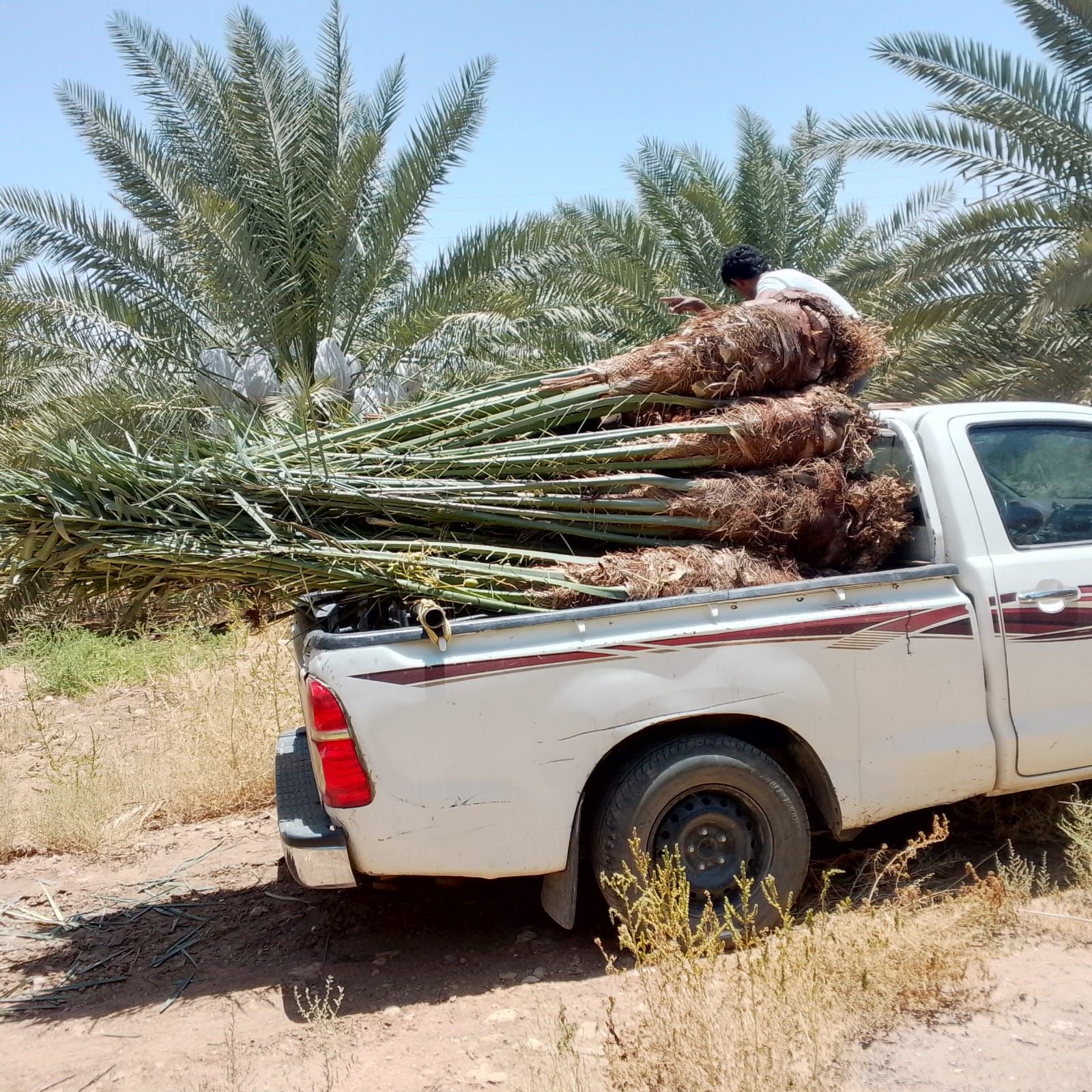 يوجد لدينا جميع انواع النخيل