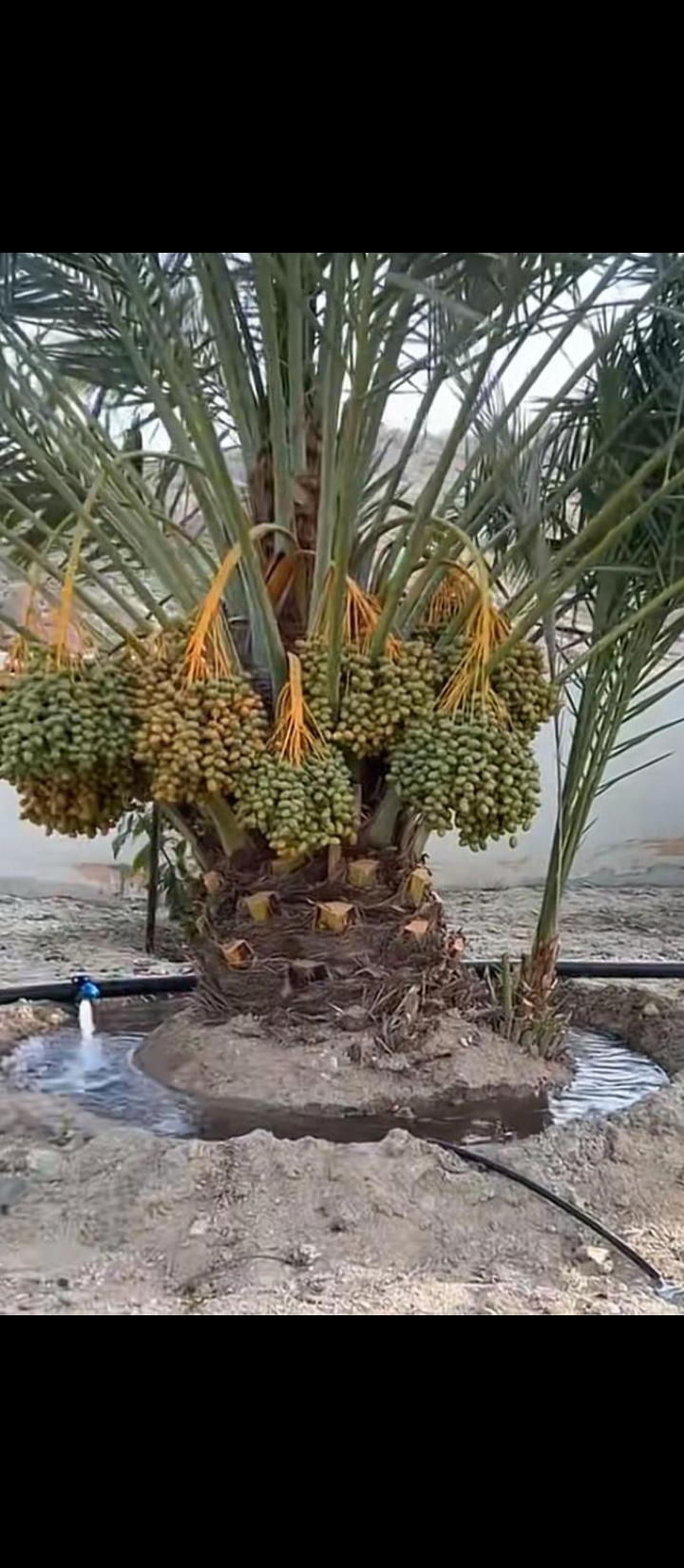 نعمل في قلع وتوريد جميع انواع النخيل المثمره والزي