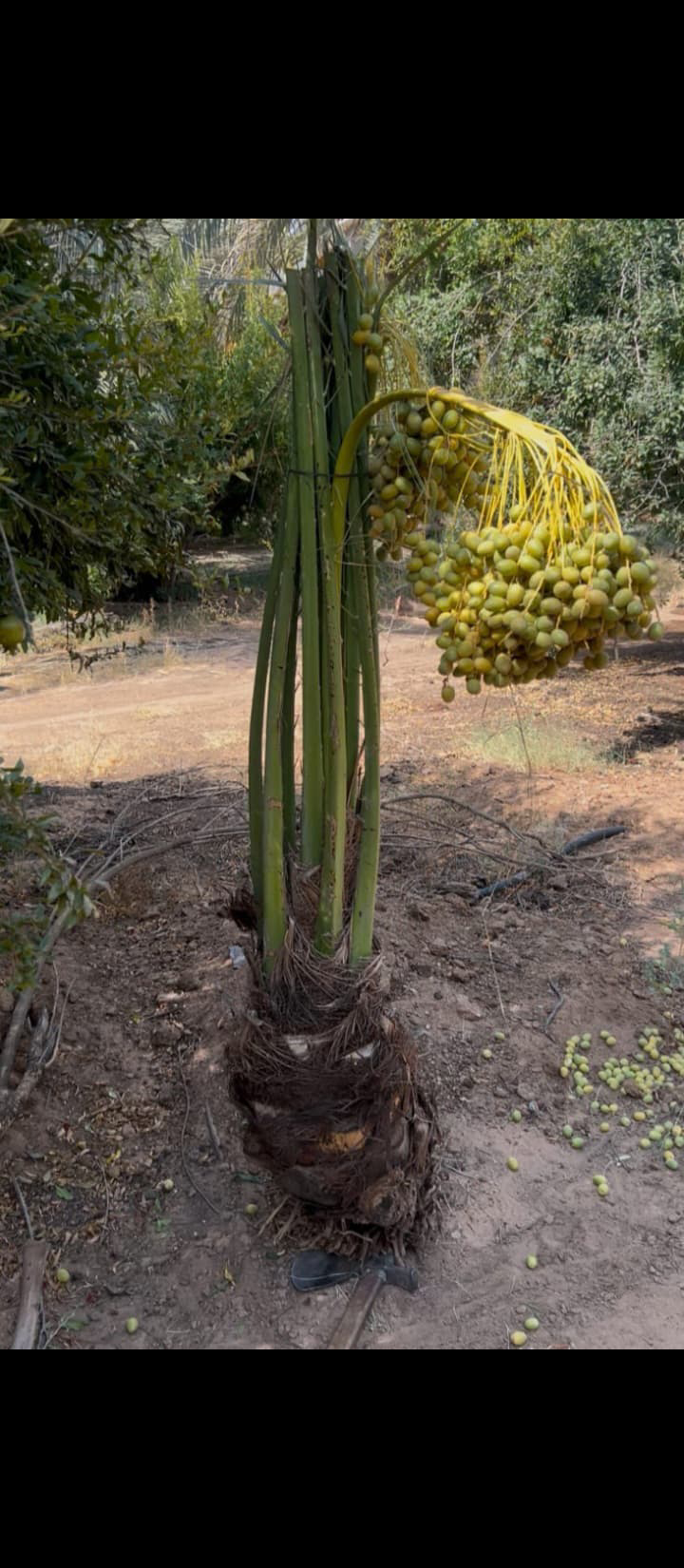 نعمل في مجال النخيل نقوم بتوريد النخيل وقلعه وغرس