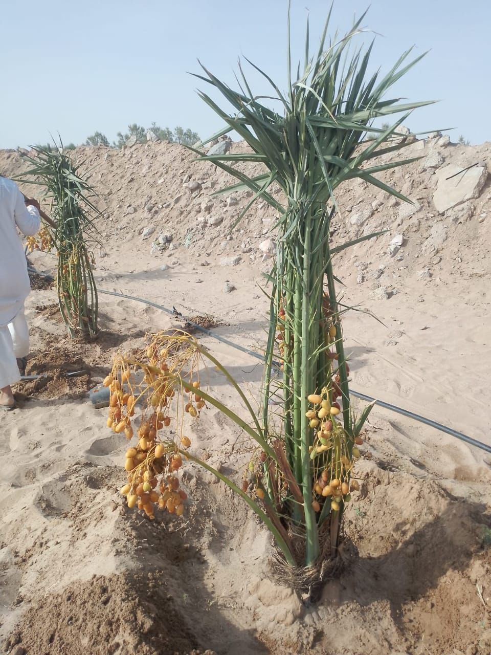 يوجد لدينا جميع انواع النخيل وتركيب الشبوك