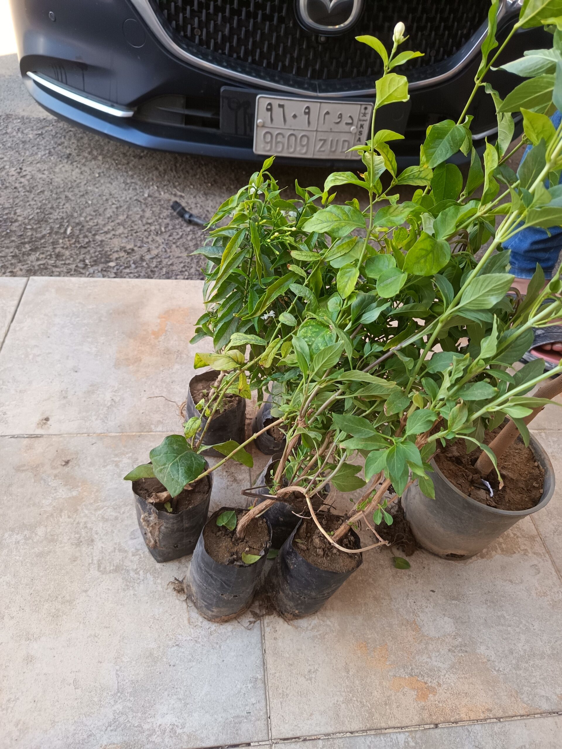 تنسيق حدائق جده