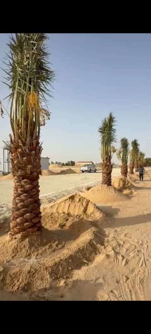 يوجد لدينا جميع انواع النخيل