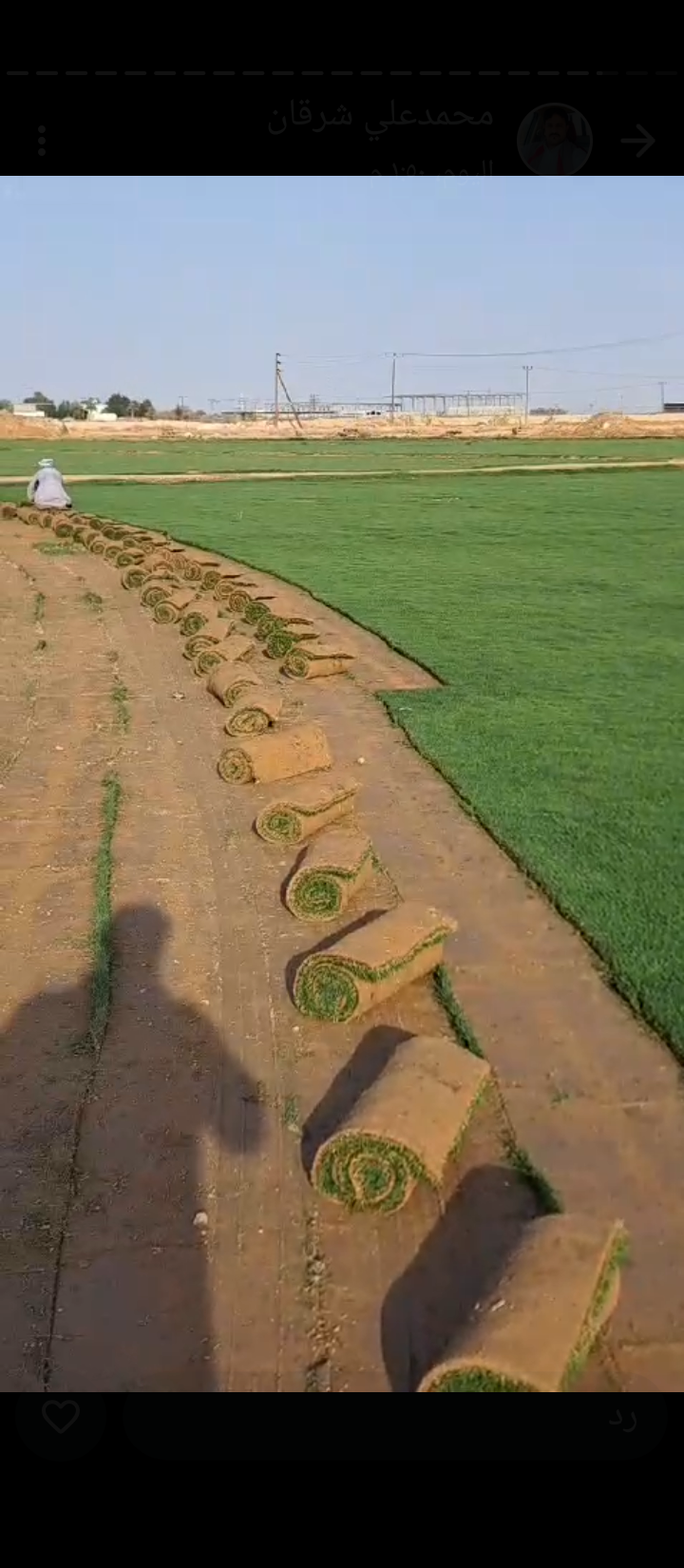 نعمل في زراعة وتركيب وتوريد الثيل باسعار مناسبة