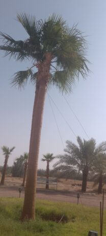 القصيم الرياض