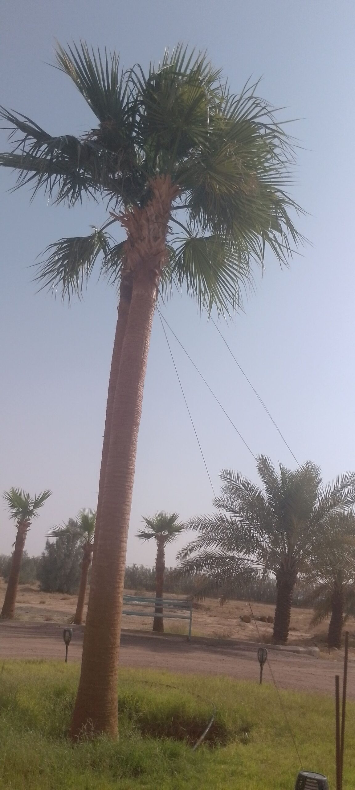 القصيم الرياض