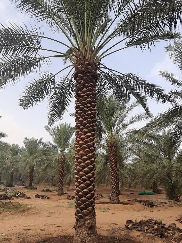 الطايف مكه جده الرياض القصيم ابها نجران جيزان