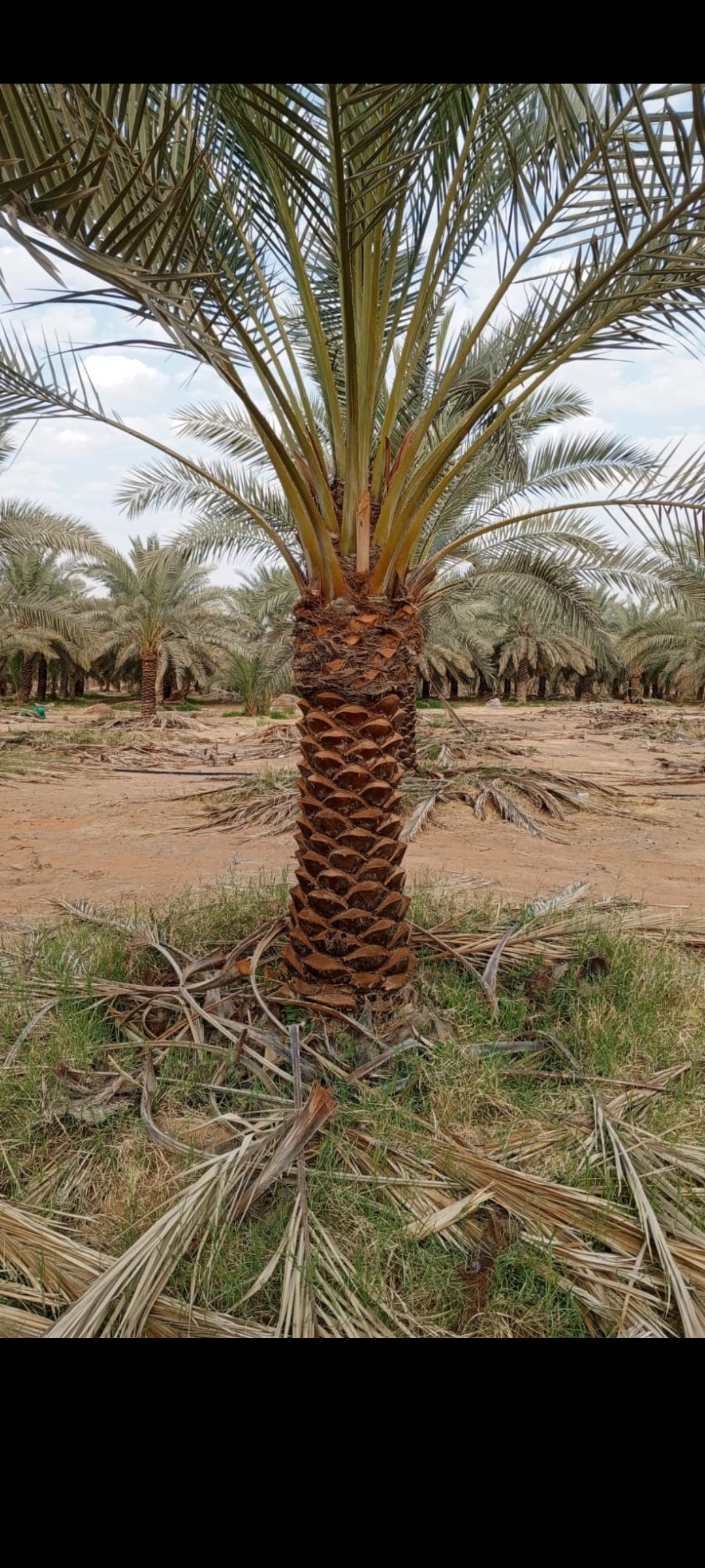 الرياض الجله وتبراك