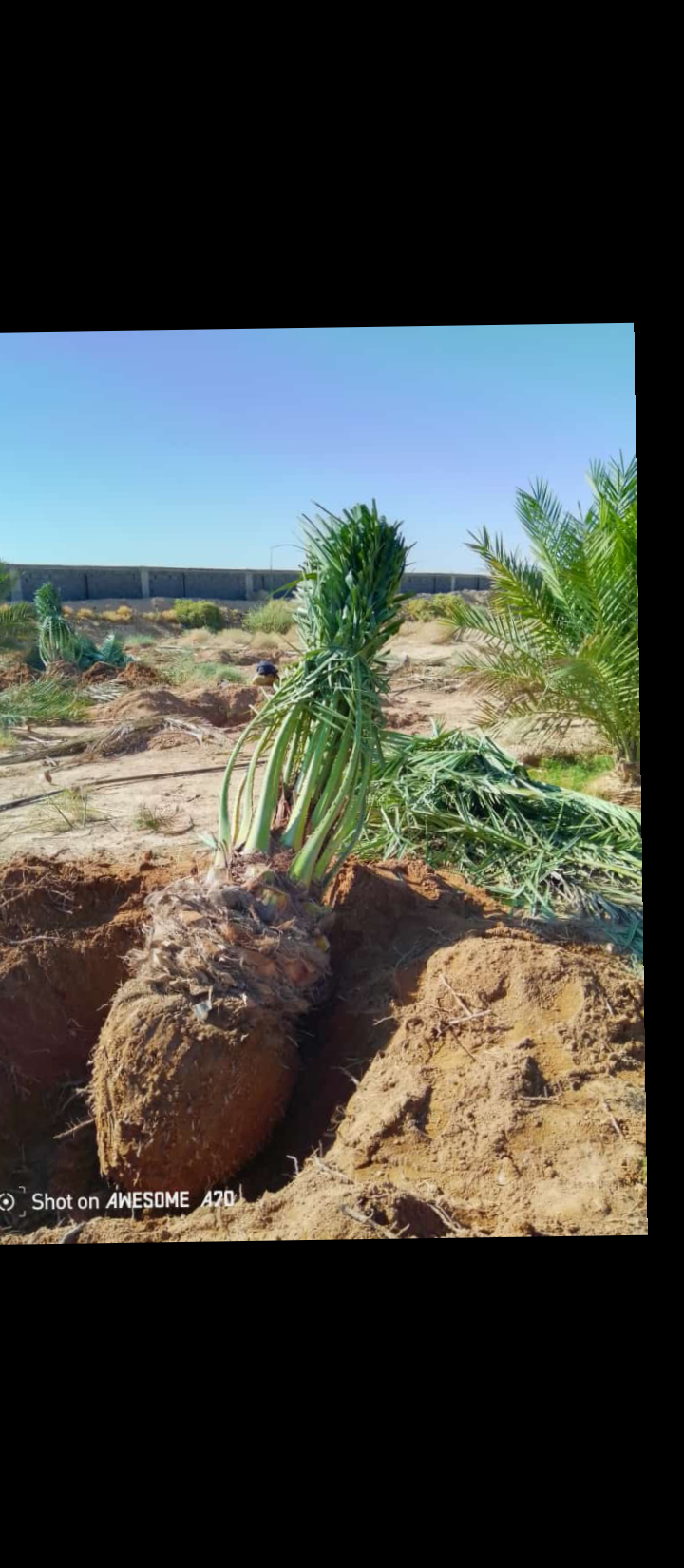 نعمل في قلع وتوريد جميع انواع النخيل المثمره والزي