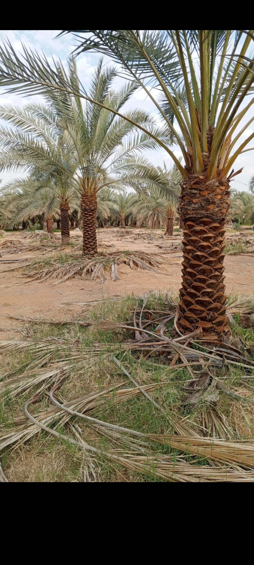 الرياض الجله وتبراك