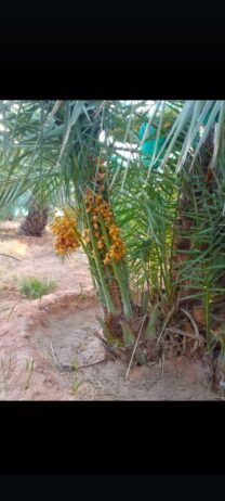 يوجد لدينا جميع انواع النخيل وتركيب الشبوك