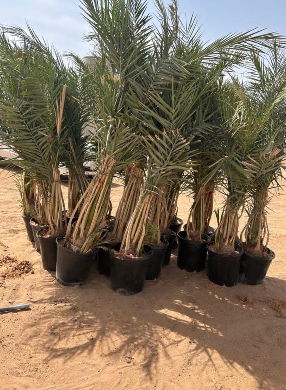 يوجد لدينا جميع انواع النخيل وتركيب الشبوك