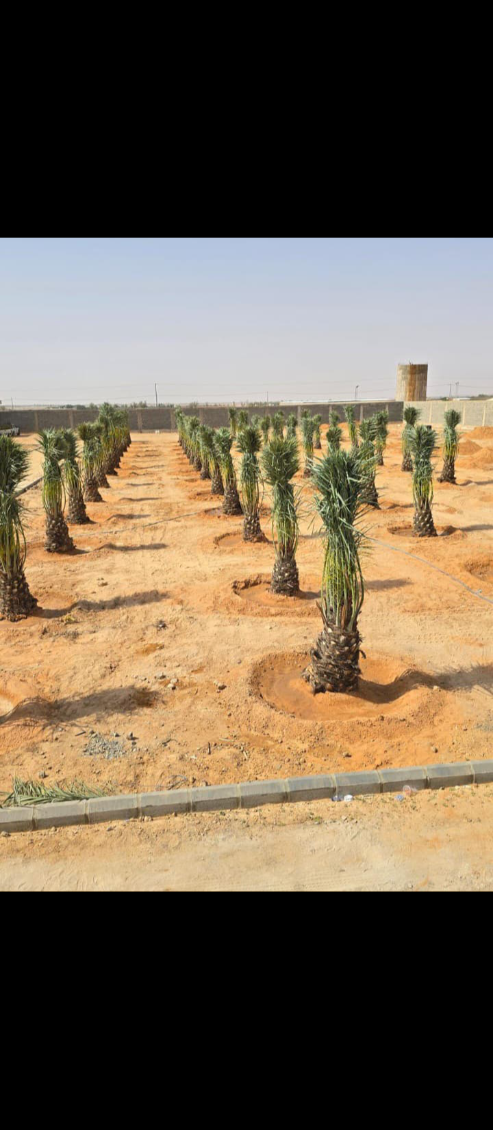نعمل في مجال النخيل نقوم بتوريد النخيل وقلعه وغرس