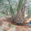 يوجد لدينا جميع انواع النخيل وتركيب الشبوك