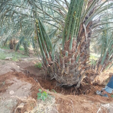 يوجد لدينا جميع انواع النخيل وتركيب الشبوك