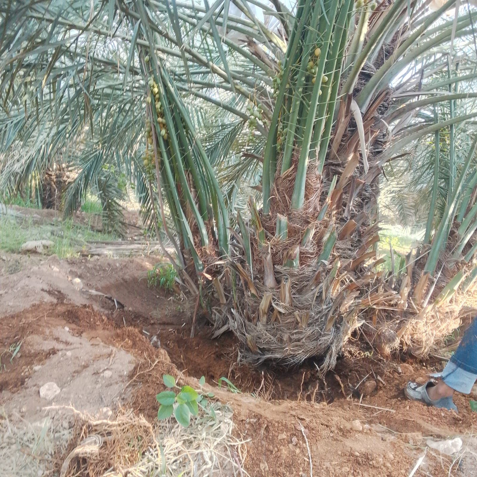 يوجد لدينا جميع انواع النخيل وتركيب الشبوك