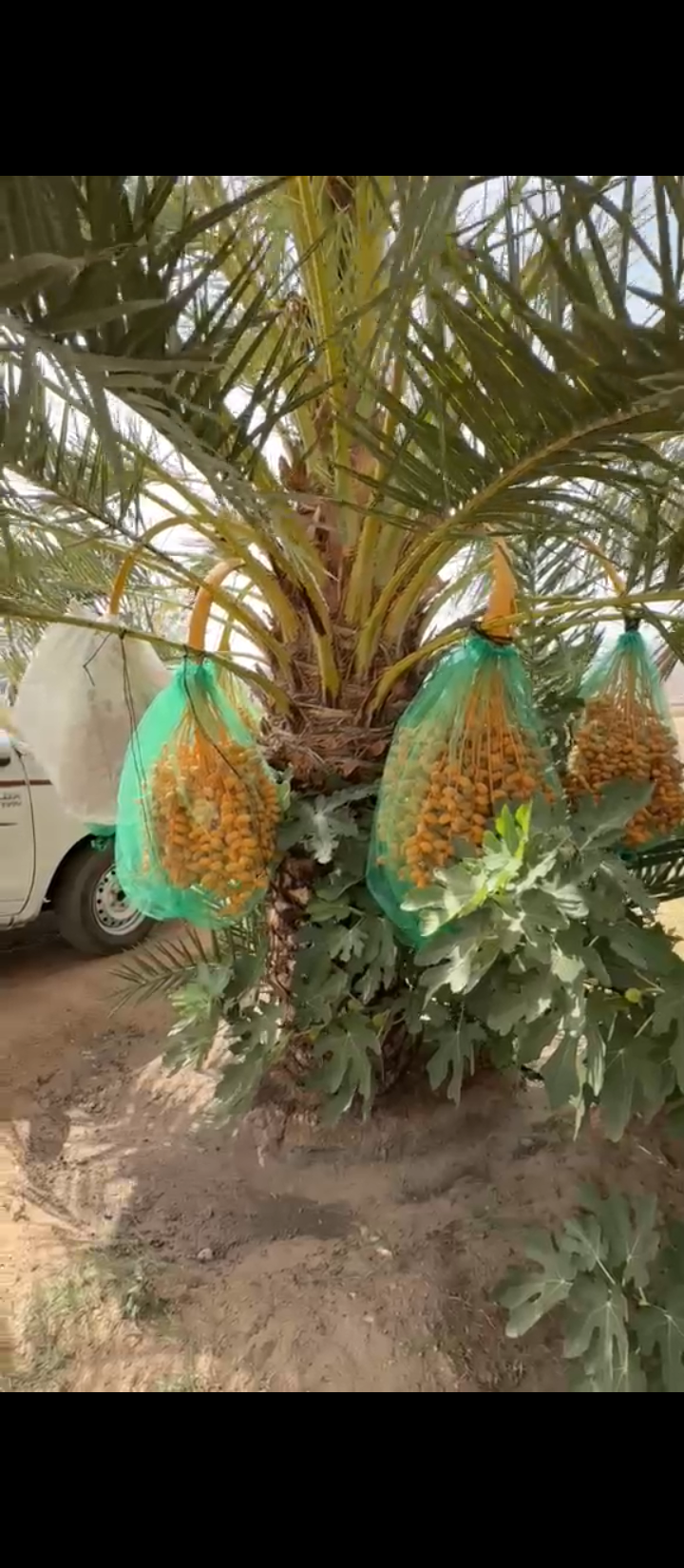 الرياض الخرج