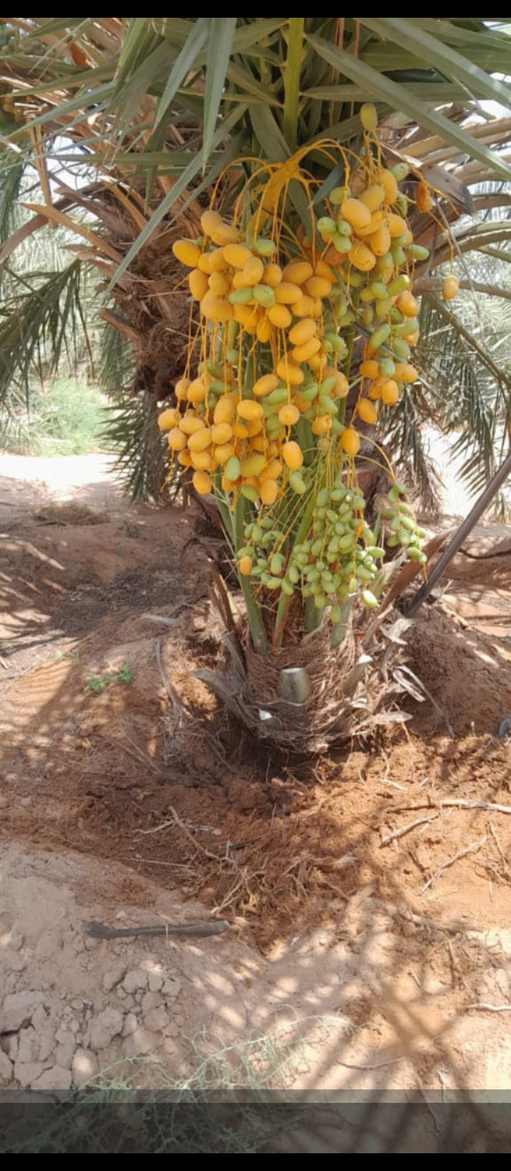 ابها نجران جيزان مكه جده الرياض القصيم شقراء المجم