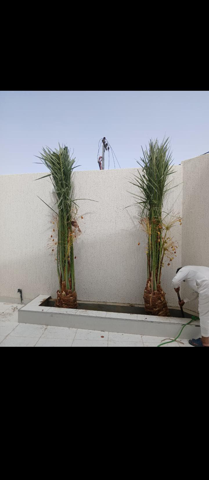 نعمل في قلع وتوريد جميع انواع النخيل المثمره والزي