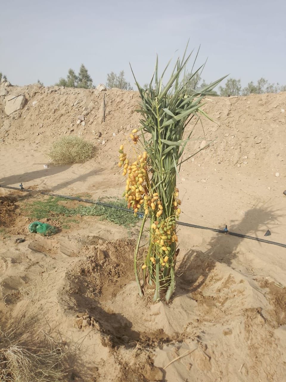 يوجد لدينا جميع انواع النخيل وتركيب الشبوك