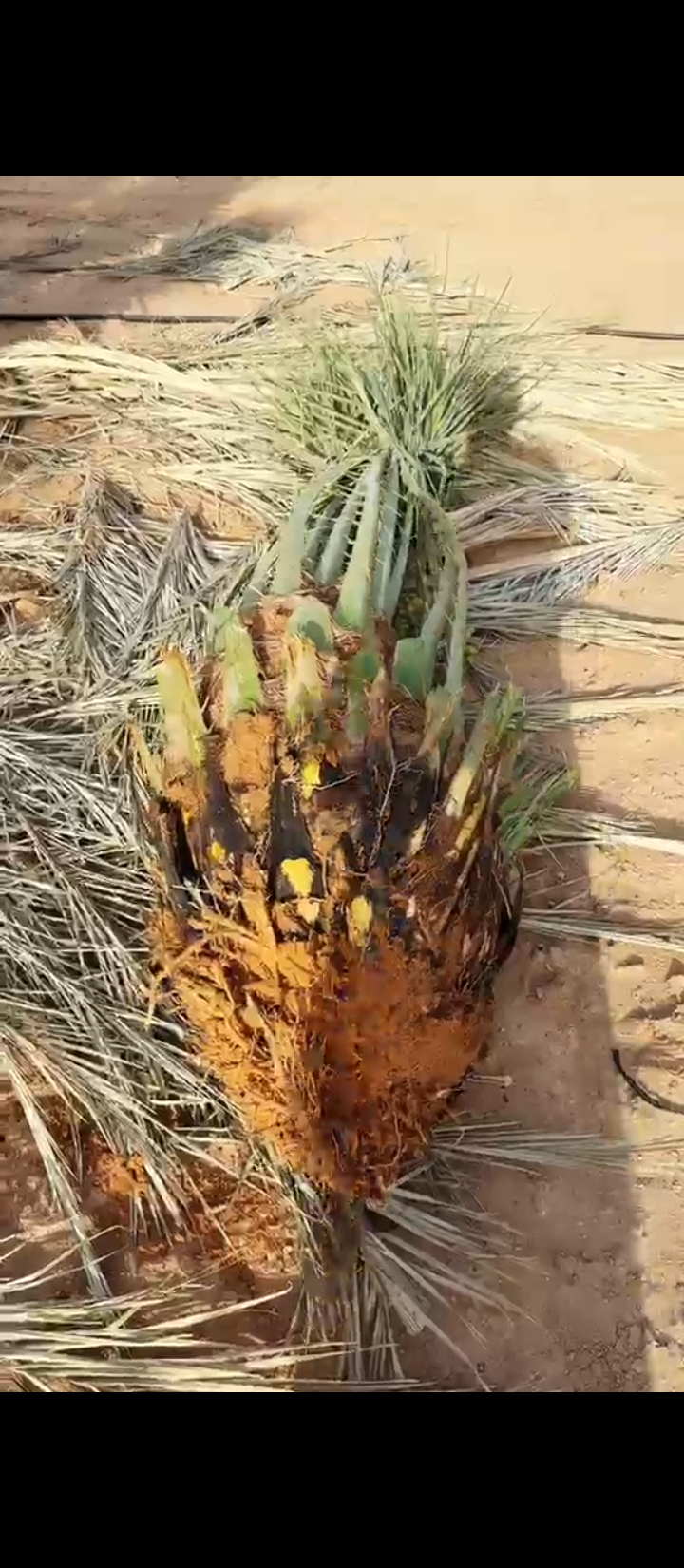 يتوفر لدينا جميع انواع النخيل