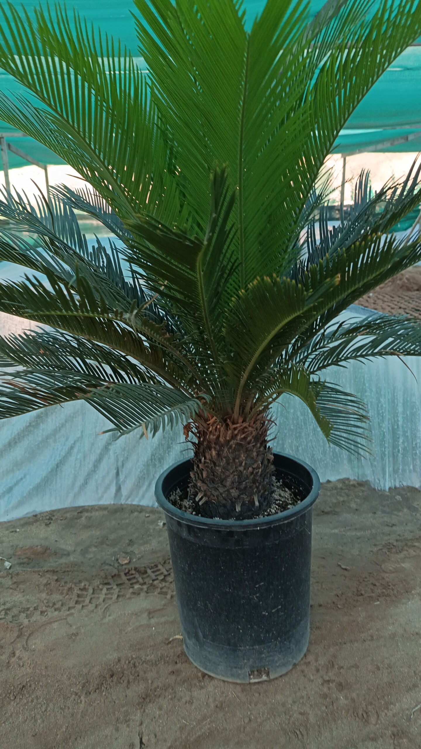 تنسيق حدائق جده