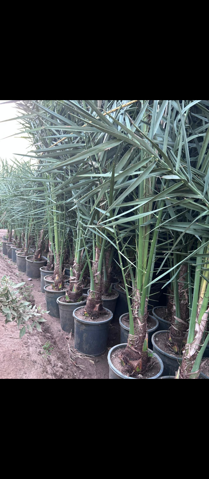 نعمل في قلع وتوريد جميع انواع النخيل المثمره والزي