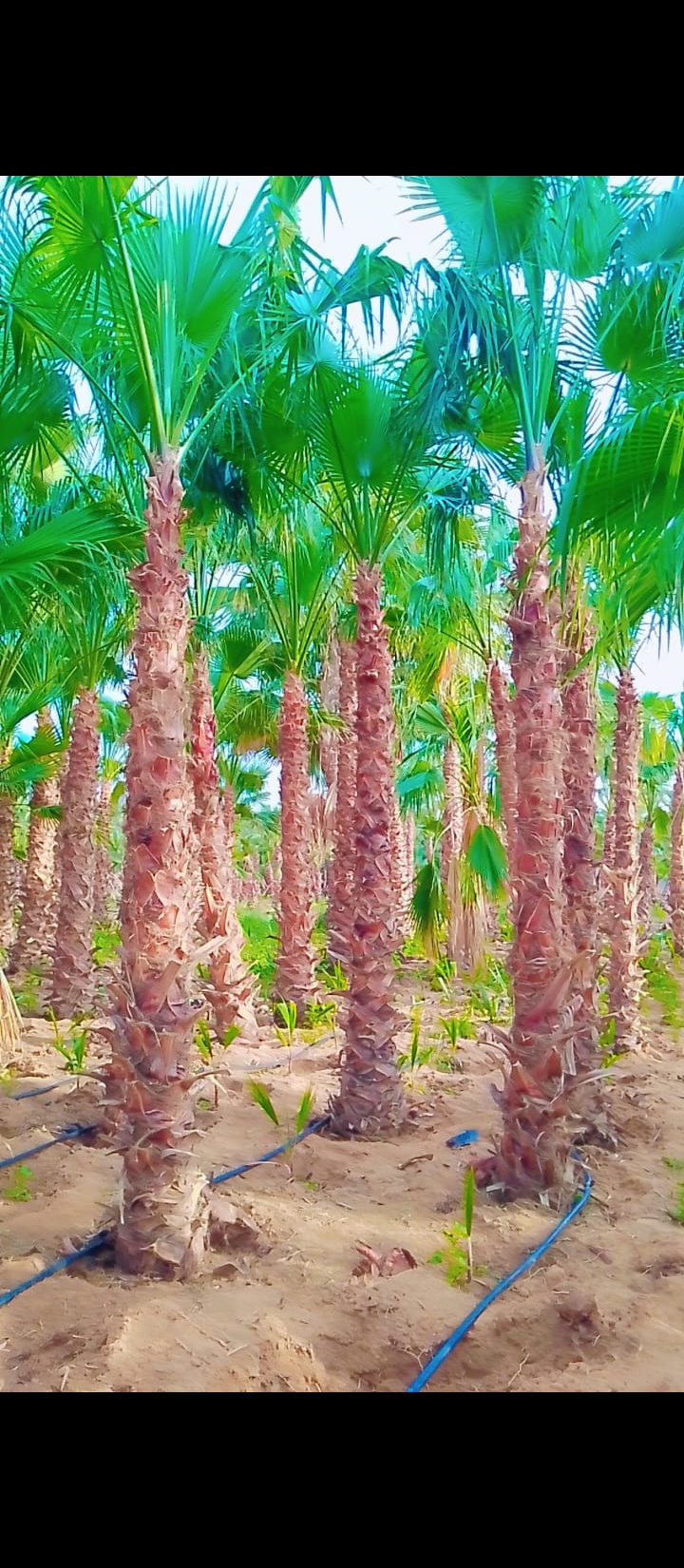 ابها نجران جيزان مكه جده الرياض القصيم شقراء المجم