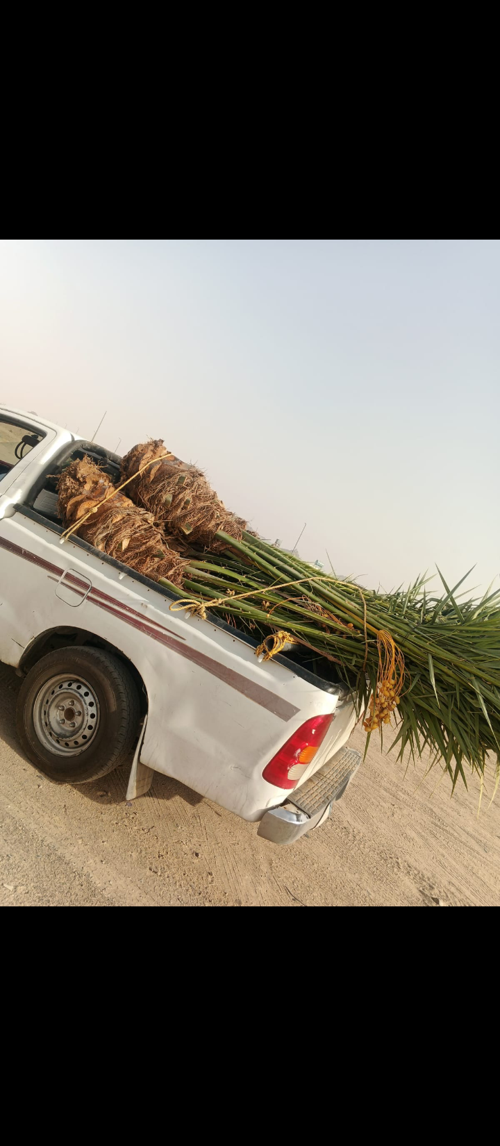 نقوم بقلع وتوريد جميع انواع النخيل المثمره والزينه