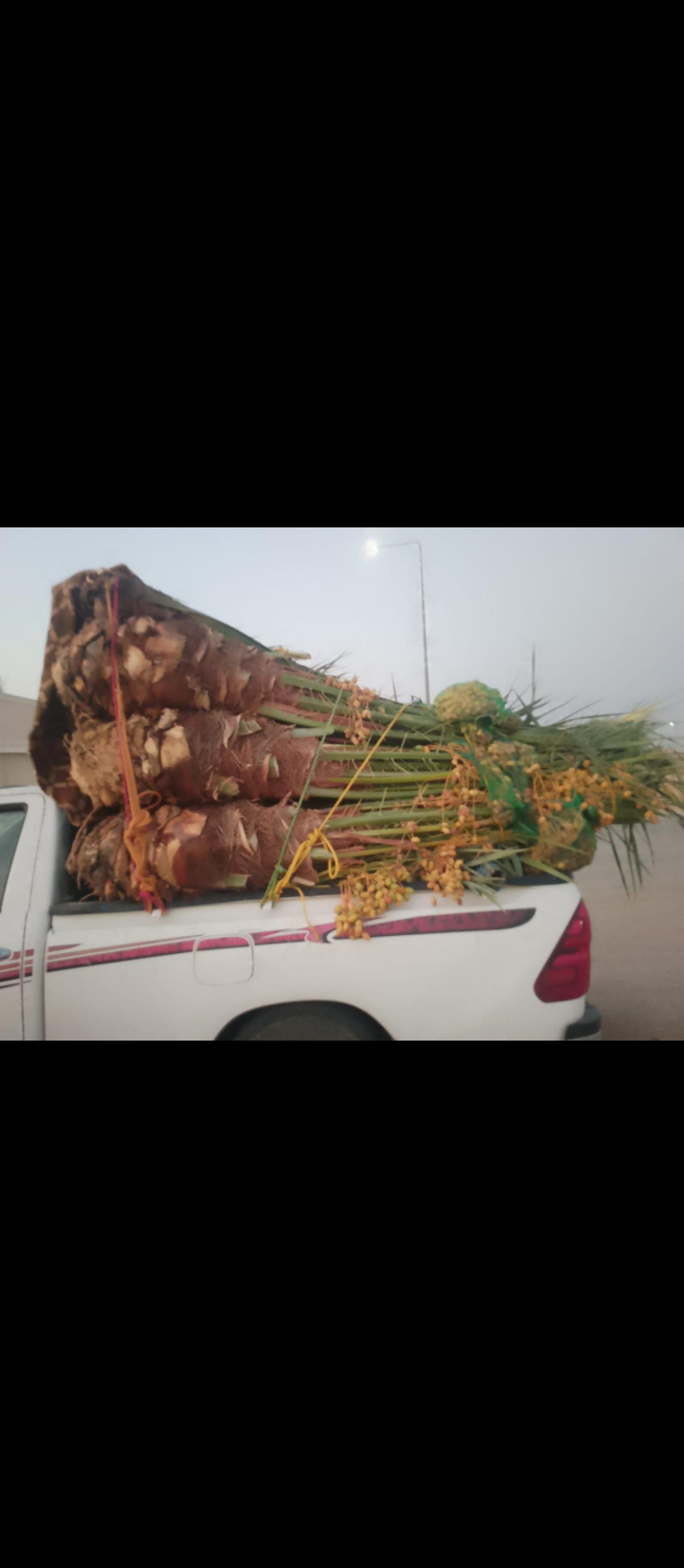 نعمل في مجال النخيل نقوم بتوريد النخيل وقلعه وغرس