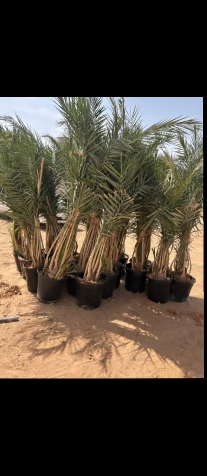 نعمل في مجال النخيل نقوم بتوريد النخيل وقلعه وغرس