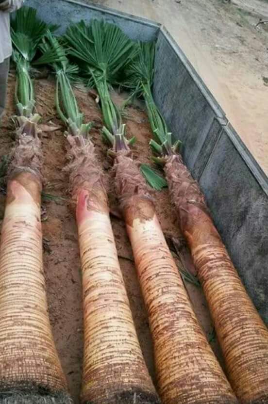 مقولات شبوك ونخل