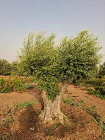 الرياض