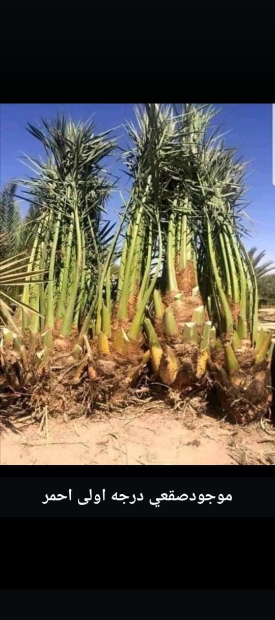 يوجد لدي جميع انواع النخيل