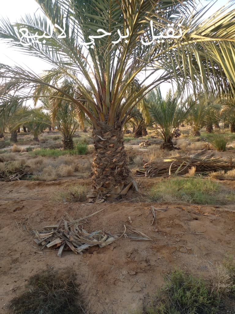 يوجد لدي جميع انواع النخيل