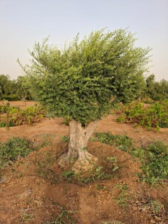الرياض