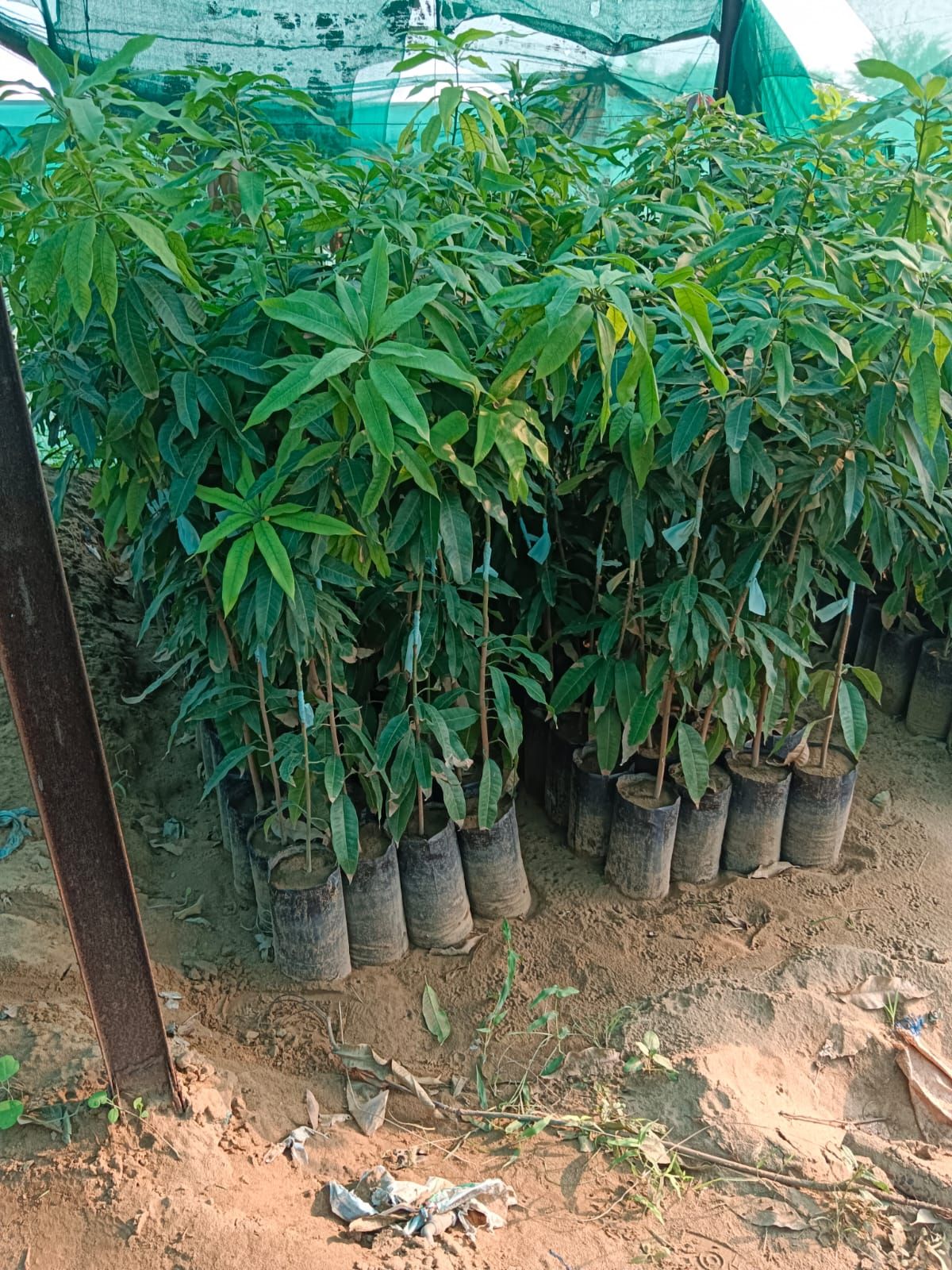 جيزان ابو عريش