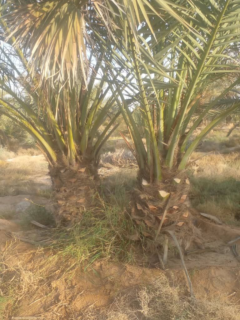 يوجد لدي جميع انواع النخيل