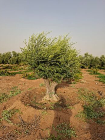 الرياض
