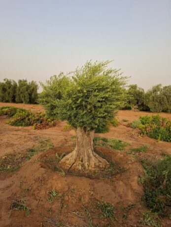 الرياض