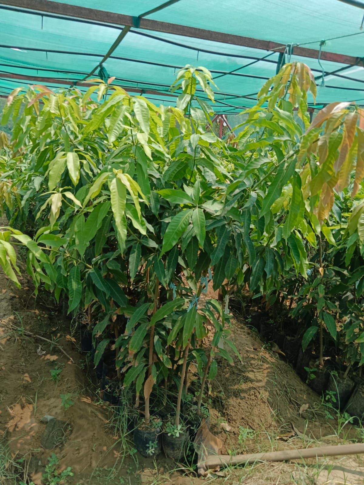 جيزان ابو عريش