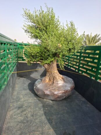 الرياض