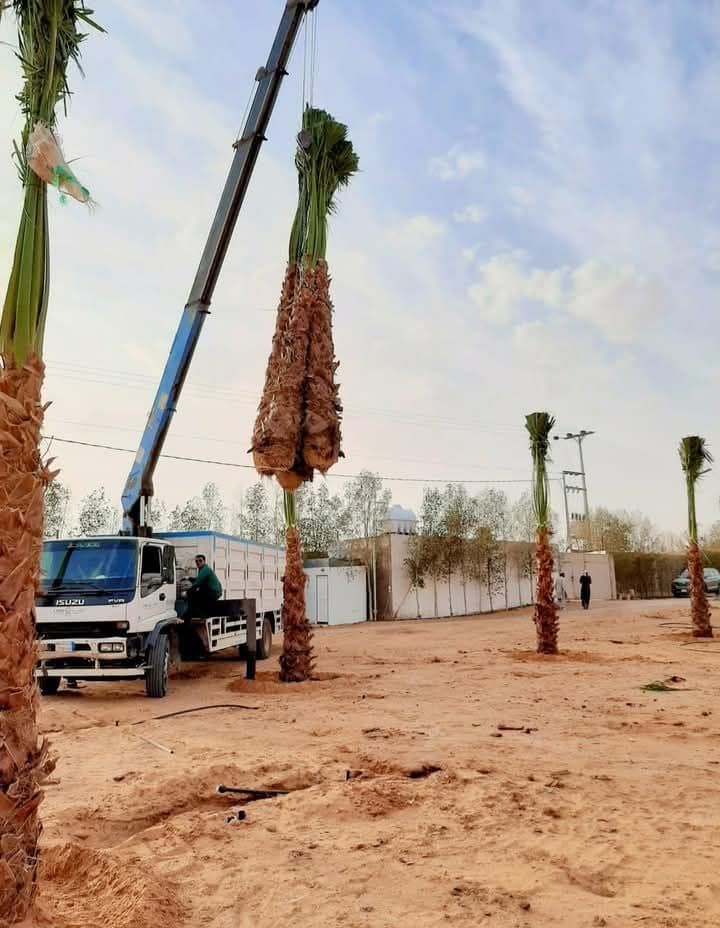 يوجد لدي جميع انواع النخيل