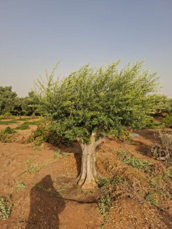 الرياض