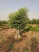 الرياض